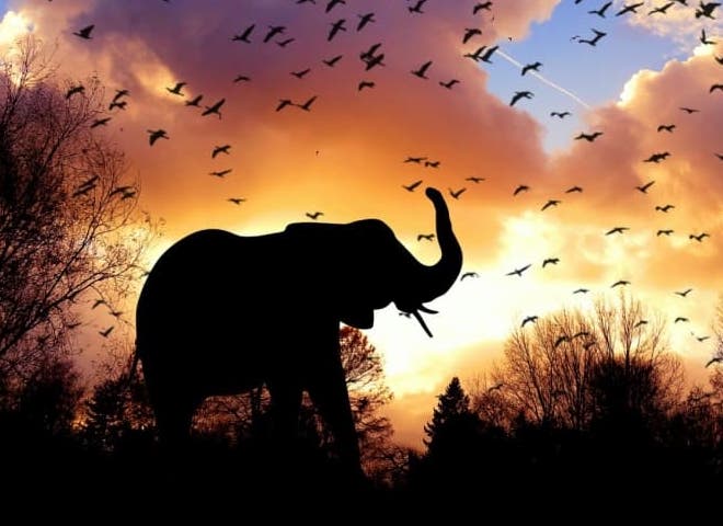 Elephant